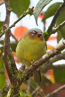ホオアカモリチメドリ Zosterornis whiteheadi