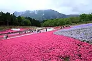 羊山公園（2011年5月）