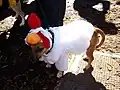 ニワトリの着ぐるみの犬