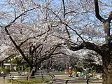 千鳥ヶ淵公園（2011年4月）