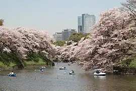 春の千鳥ヶ淵