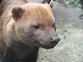 頭部