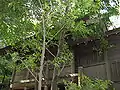 本殿