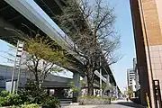 主税町のイチョウ