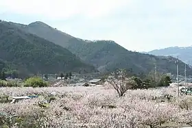 あんずの里