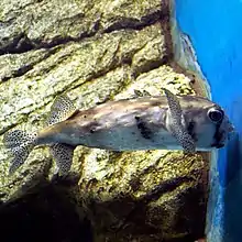 イシガキフグ Chilomycterus reticulatus Linnaeus, 1758