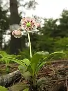 花冠は5裂し、雄蕊は10個、柱頭は丸い。