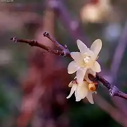 ソシンロウバイ（中心部の花弁が暗紫色にならない）