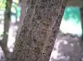樹皮