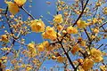ソシンロウバイの花。花被全体が黄色で、ソシン（素心）は純粋で汚れていないという意味がある。