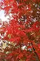 紅葉した葉