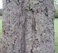 樹皮