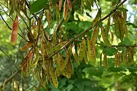 果実（9月）