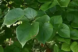 ハナズオウの葉