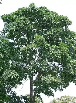 ヒトツバタゴ大阪府