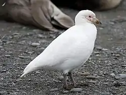 サヤハシチドリ