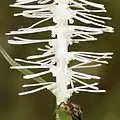 花の細部、6本の花被片にうち4本が長い