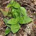 ロゼット状の根生葉から長い花茎が直立する