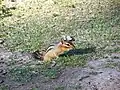 巣穴の入り口のトウブシマリス