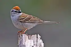 チャガシラヒメドリ