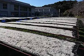 天日干しされているちりめんじゃこ。三重県鳥羽市答志島にて。