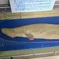 神戸市立須磨海浜水族園での標本展示