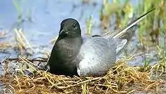 ハシジロクロハラアジサシChlidonias niger