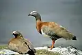 ネズミガシラコバシガンC. poliocephala
