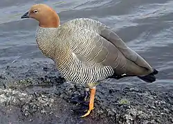 チャガシラコバシガンC. rubidiceps
