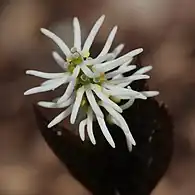 ヒトリシズカ（センリョウ科）の花序: 1個の花は雌蕊に付着した3個の雄蕊からなる