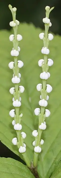 3. 花序