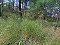 集団の様子