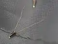 単独の小穂