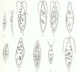 クロロゴニウム属の一種Chlorogonium euchlorum
