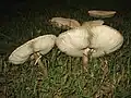 成菌　ヒダがやや青緑がかってる