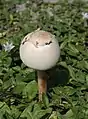 幼菌