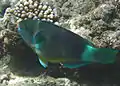 TPの成魚。