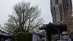 門左奥に生育する逆さいちょう