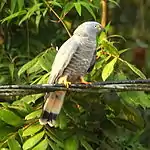 カギハシトビ Chondrohierax uncinatus