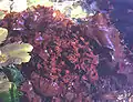 海産の紅藻 Chondrus crispus（ヤハズツノマタ）。