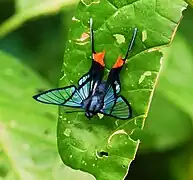 Chorinea octauius, 仏領ギアナ