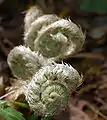 Polystichum acrostichoides（イノデ属)鱗片に覆われた新芽