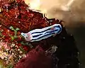 パプアニューギニアのChromodoris lochi