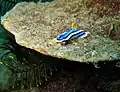 触角が一つ欠けているフィリピン・プエルト・ガレラのChromodoris lochi