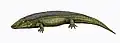 Chroniosuchus paradoxus