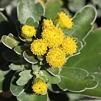 頭状花序で多数の筒状の頭花をつける