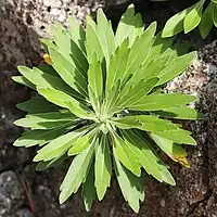 葉は倒披針形のものが多く、羽状浅裂する