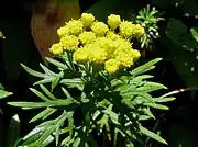 頭花は筒状花のみからなる。