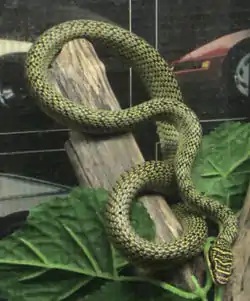 ゴールデントビヘビ