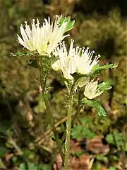 花茎に白色の軟毛が生える。花粉は白色。